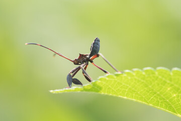 Leptocorisa oratoria, the rice ear bug, is an insect from the family Alydidae, the broad-headed bugs