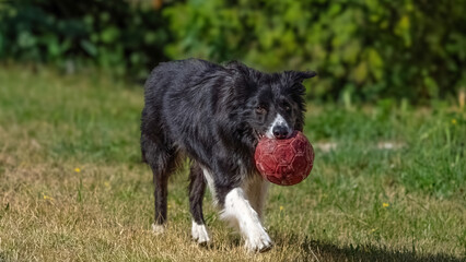 Playing with a older border collie in Jena