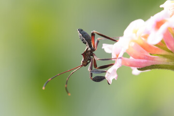 Leptocorisa oratoria, the rice ear bug, is an insect from the family Alydidae, the broad-headed bugs