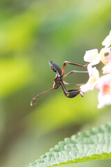 Leptocorisa oratoria, the rice ear bug, is an insect from the family Alydidae, the broad-headed bugs