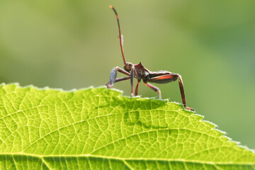 Leptocorisa oratoria, the rice ear bug, is an insect from the family Alydidae, the broad-headed bugs