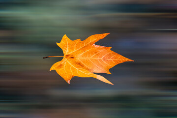 OLYMPIC SWIMMER 20231021114296PUB © TomiRovira