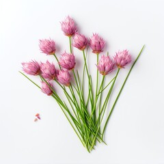 Photograph of chives, top down view, wite background