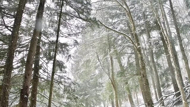Hand held video of fresh 180p 60fps snow fall pine forest hiking taril cinematic look