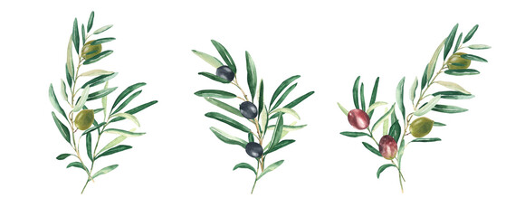 Olive branches bouquets with green, red and black olives isolated on white background. Watercolor hand drawn botanical illustration. Can be used for cards, menu, logos, cosmetic, food packaging design