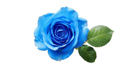 Blue rose flower isolated on a transparent background