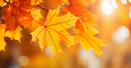 utumn leaves on the sun fall blurred background