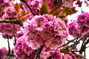 Cherry blossom closeup 