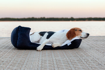 Beagle dog sleeping on a pillow on the beach at sunset.
