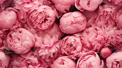 seamless background, charming background of pink peonies or peony roses, ideal for use as a background or texture, when viewed from above, top view