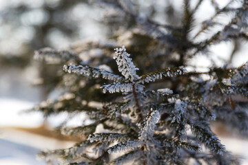 Close up of fir tree branch covered with hoarfrost after ice fog and snow in morning winter forest. Real winter and Christmas holidays background.
