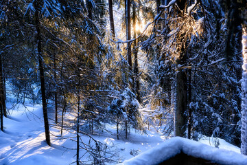 The golden winter sun shines through the branches in the forest. Beautiful winter landscape.