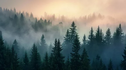 Keuken foto achterwand Mistig bos Misty Forest Landscape With Dense Fog and