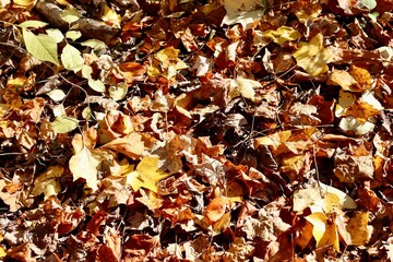 A close view of the pile of colorful autumn leaves.