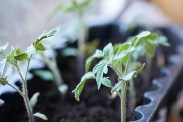 Sprouted tomato seedlings in a container. Getting a harvest by seedling method. Selective focus.