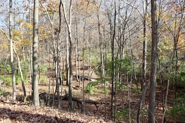 The autumn forest on a sunny day.