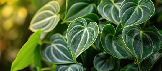Obraz premium Philodendron brandtianum is a rare and highly desirable plant with olive green leaves that have striking gray mottling and silver markings. The appealing heart-shaped leaves thrive.