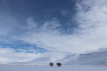Fototapeta na wymiar A peaceful winter landscape showcasing bare trees against a pristine snowfield with distant mountains under a calm blue sky.
