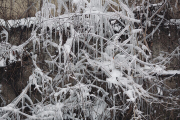 Icicles hang on the branches of a house. Winter landscape with icicles hanging from the plants near...