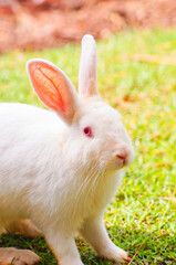 Detail of a white bunny with a natural background of grass and earth. Right lateral view