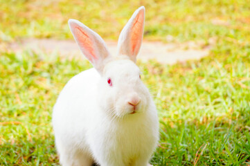 Detail of a white bunny with a natural grass background. Front view