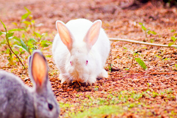 Detail of a white bunny with another rabbit with gray in the blurred foreground
