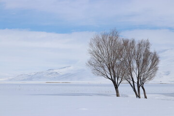 A peaceful winter landscape showcasing bare trees against a pristine snowfield with distant mountains under a calm blue sky.