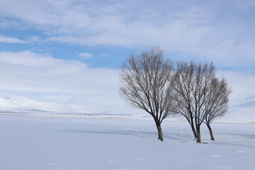 A peaceful winter landscape showcasing bare trees against a pristine snowfield with distant mountains under a calm blue sky.