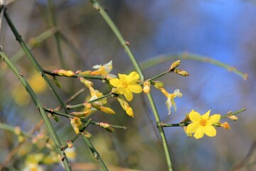 Yellow Jasminum nudiflorum flowers on the sky background