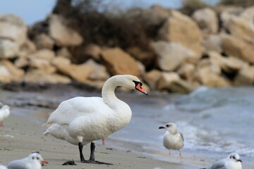 A swan in close-up on the seashore 
