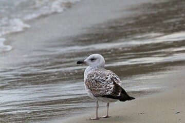 Silver gull Larus argentatus close-up on a blurred background
