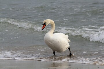 Fototapeta premium A swan in close-up on the seashore 