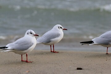 Seagulls of Chroicocephalus ridibundus in close-up on a blurred background
