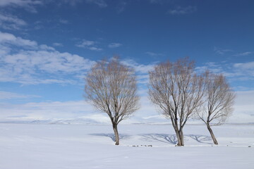 A tranquil winter scene with three leafless trees standing resilient against a vast expanse of...