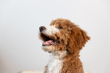 Golden Doodle Puppy Posed On White Bed 