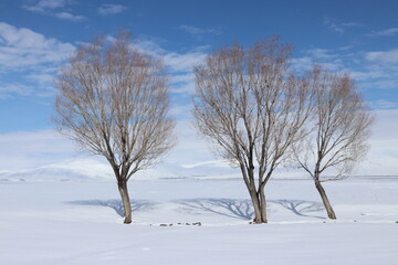 A tranquil winter scene with three leafless trees standing resilient against a vast expanse of snow, under a soft blue sky dotted with white clouds.