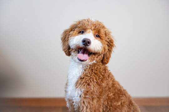 Golden Doodle Puppy Posed On White Bed 