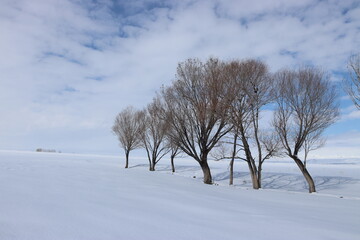 A tranquil winter scene with three leafless trees standing resilient against a vast expanse of snow, under a soft blue sky dotted with white clouds.