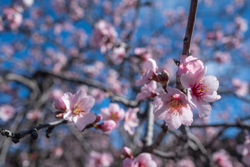 Almond flowers on blue sky background. Pink flowers closeup