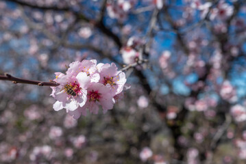 Almond flowers with a bee pollinating them. Pink almond blossom closeup