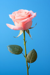 Obraz premium Red beautiful roses on blue background