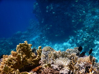 Fototapeta na wymiar undersea world