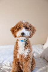 Golden Doodle Puppy Posed On White Bed 
