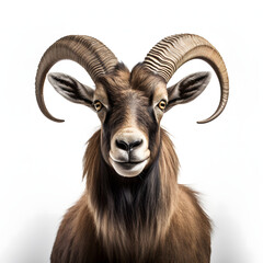 Fototapeta premium portrait of a goat