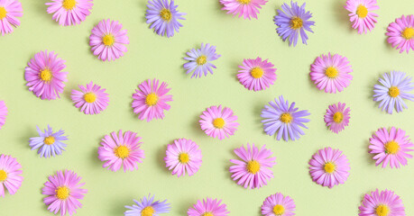 Floral style background of pink and purple flower aster on green background. Spring and summer colorful flowers pattern. Flat lay, top view, mockup. Aesthetic flowery fashion pattern.
