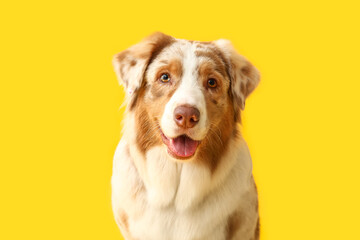 Cute Australian Shepherd dog on yellow background, closeup