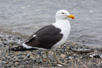 Fototapeta premium Gaviota dominicana (Larus dominicanus) en la costa.