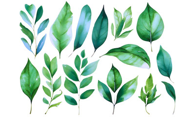 Watercolor green leaves illustration set - Different natural leaf design on white background.  tropical leaves, flower and fruit leaves, Eucalyptus, olive. 