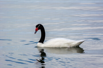Cisnes de cuello negro (Cygnus melancoryphus)