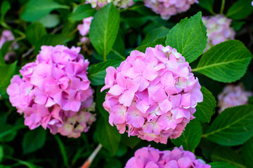 Magenta pink hydrangea macrophylla or hortensia shrub in full bloom in a flower pot, with fresh...